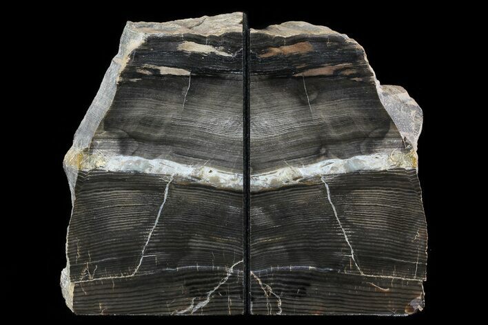 Tall, Petrified Wood Bookends - Montana #74016